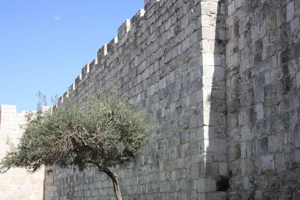 Крупный План Дерева Перед Внешней Стеной Старого Города Иерусалима Израиле — стоковое фото