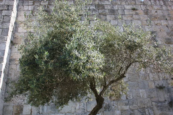Nahaufnahme Eines Baumes Vor Der Außenmauer Der Altstadt Von Jerusalem — Stockfoto