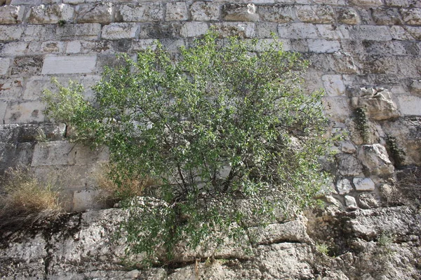 Primer Plano Árbol Frente Pared Exterior Antigua Ciudad Jerusalén Israel — Foto de Stock