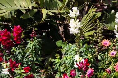 İsrail'den renkli çiçekler closeup      