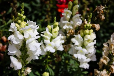 İsrail'den renkli çiçekler closeup      