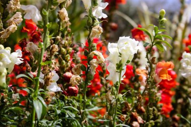 İsrail'den renkli çiçekler closeup      