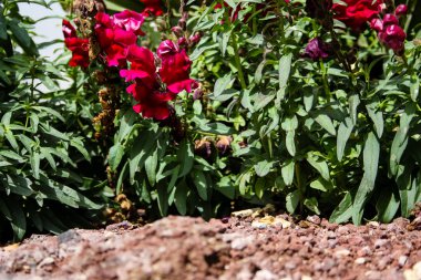 İsrail'den renkli çiçekler closeup      