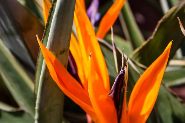 イスラエルから色とりどりの花のクローズ アップ — ストック写真