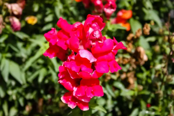 Detailní Barevné Květiny Izraele — Stock fotografie
