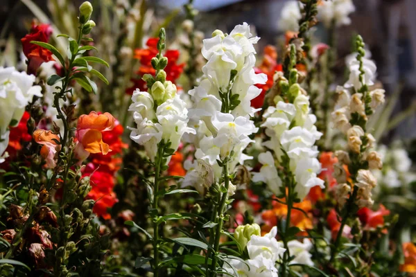 Gros Plan Fleurs Colorées Israël — Photo