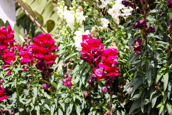 Gros Plan Fleurs Colorées Israël — Photo