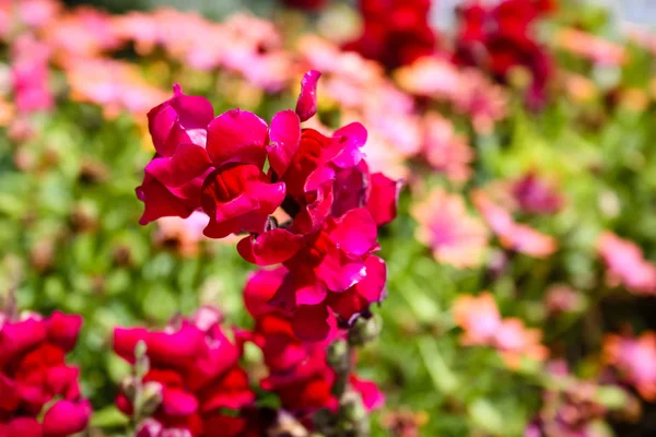 Zbliżenie Kolorowe Kwiaty Izraela — Zdjęcie stockowe