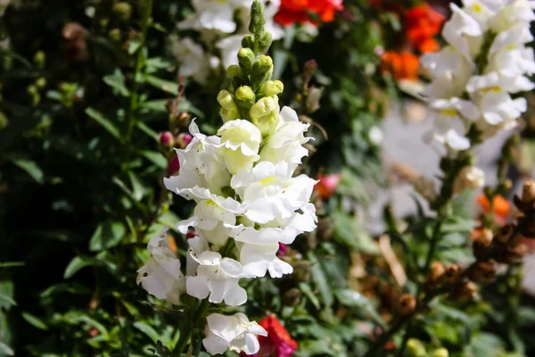 Närbild Färgglada Blommor Från Israel — Stockfoto