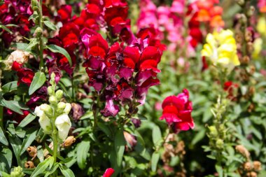 Closeup İsrail Jerusalem şehirden renkli çiçekler      