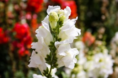 Closeup İsrail Jerusalem şehirden renkli çiçekler      