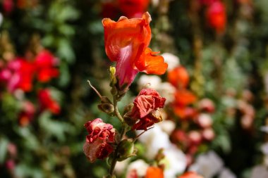 Closeup İsrail Jerusalem şehirden renkli çiçekler      