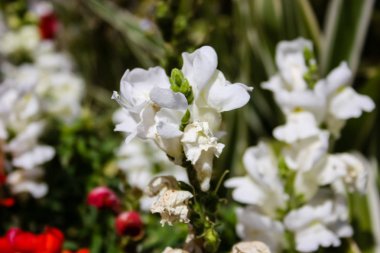Closeup İsrail Jerusalem şehirden renkli çiçekler      