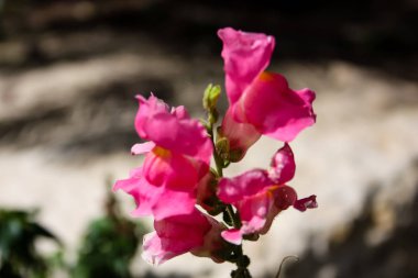 Closeup İsrail Jerusalem şehirden renkli çiçekler      