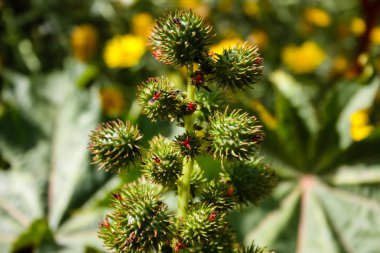 Doğa ve manzara Kudüs'te İsrail çevresinde      