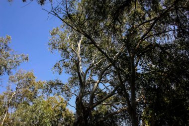 Doğa ve manzara Kudüs'te İsrail çevresinde      