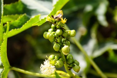 Doğa ve manzara Kudüs'te İsrail çevresinde      