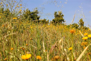 Doğa ve manzara Kudüs'te İsrail çevresinde      