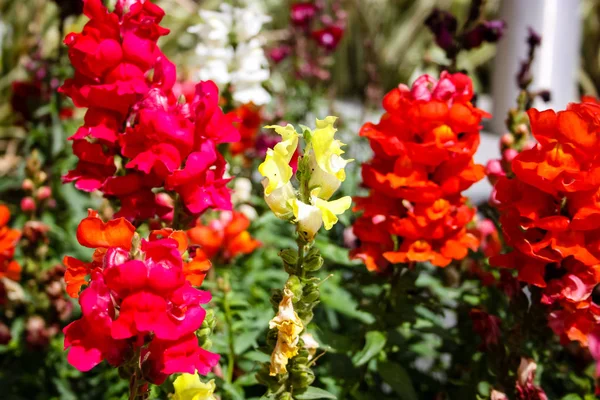Closeup Των Ζωηρόχρωμων Λουλουδιών Από Την Πόλη Της Ιερουσαλήμ Στο — Φωτογραφία Αρχείου