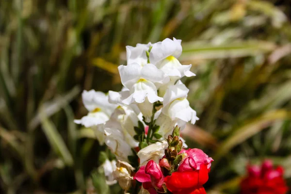 Närbild Färgglada Blommor Från Jerusalem Stad Israel — Stockfoto