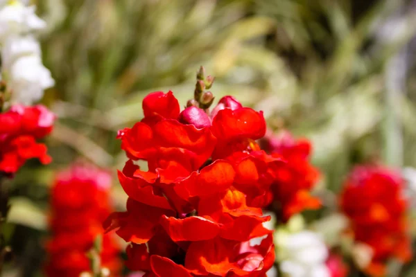 Closeup Srail Jerusalem Şehirden Renkli Çiçekler — Stok fotoğraf