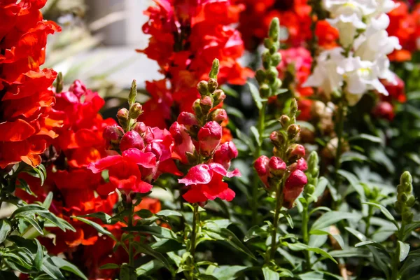 Closeup Των Ζωηρόχρωμων Λουλουδιών Από Την Πόλη Της Ιερουσαλήμ Στο — Φωτογραφία Αρχείου