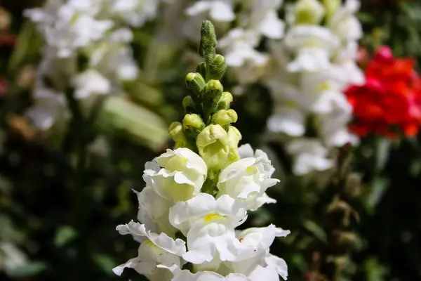 Closeup Colorful Flowers Jerusalem City Israel — Stock Photo, Image