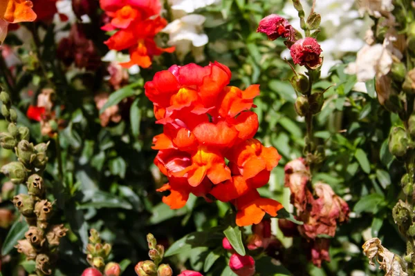 Close Flores Coloridas Cidade Jerusalém Israel — Fotografia de Stock