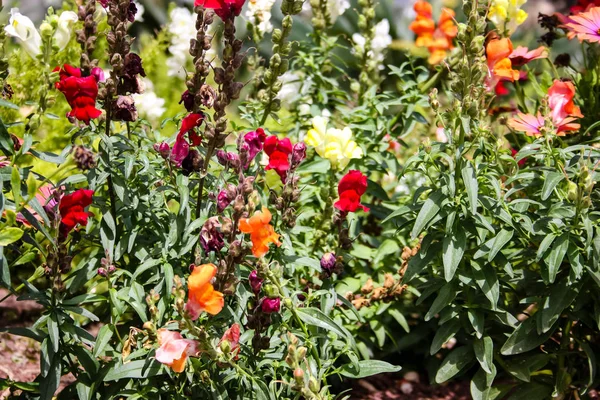 Gros Plan Fleurs Colorées Jérusalem Israël — Photo