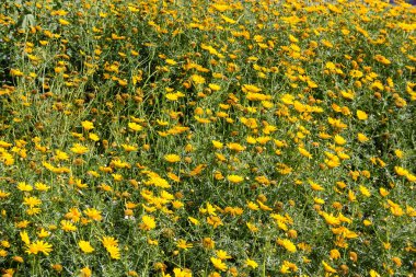 Doğa ve manzara Kudüs'te İsrail çevresinde      