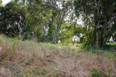 Doğa ve manzara Kudüs'te İsrail çevresinde      