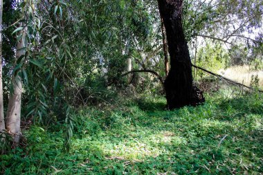 Doğa ve manzara Kudüs'te İsrail çevresinde      