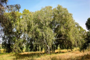 Doğa ve manzara Kudüs'te İsrail çevresinde      