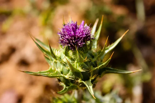 Naturaleza Paisaje Alrededor Jerusalén Israel —  Fotos de Stock