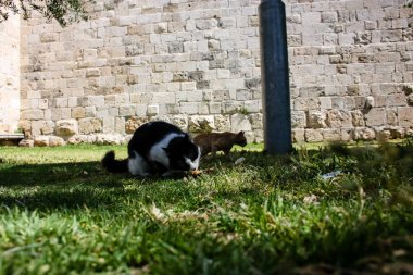İsrail Kudüs'ten sokak kedi closeup