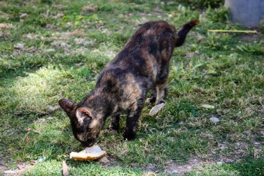 İsrail Kudüs'ten sokak kedi closeup