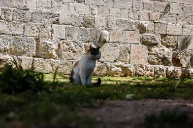 İsrail Kudüs'ten sokak kedi closeup