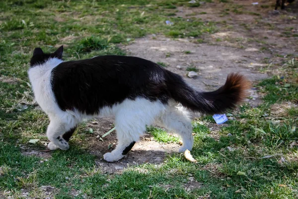 Close Van Straat Kat Van Jeruzalem Israël — Stockfoto