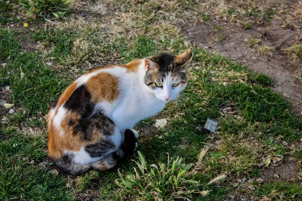 Gros Plan Chat Rue Jérusalem Israël — Photo