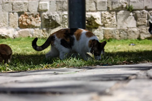 이스라엘에서 예루살렘에서 고양이의 — 스톡 사진