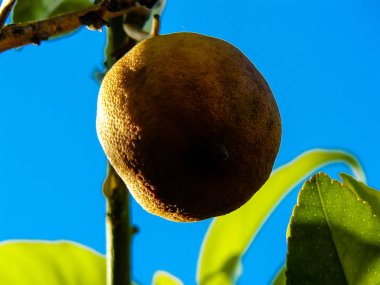 Closeup İsrail Kudüs'ten bir limon ağacı