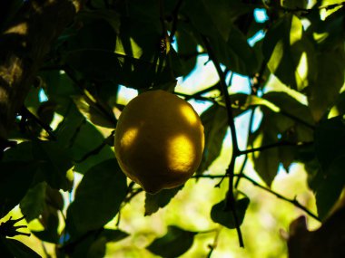 Closeup İsrail Kudüs'ten bir limon ağacı
