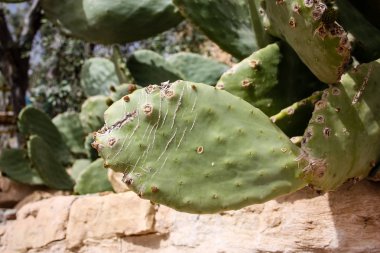 İsrail'den bir kaktüs bitkinin portre 