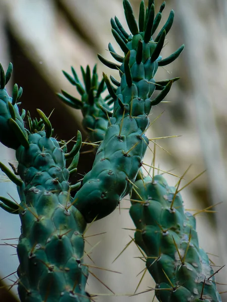 Zbliżenie Kaktus Roślina Izraela — Zdjęcie stockowe