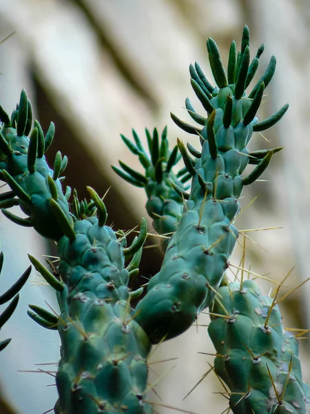 Zbliżenie Kaktus Roślina Izraela — Zdjęcie stockowe