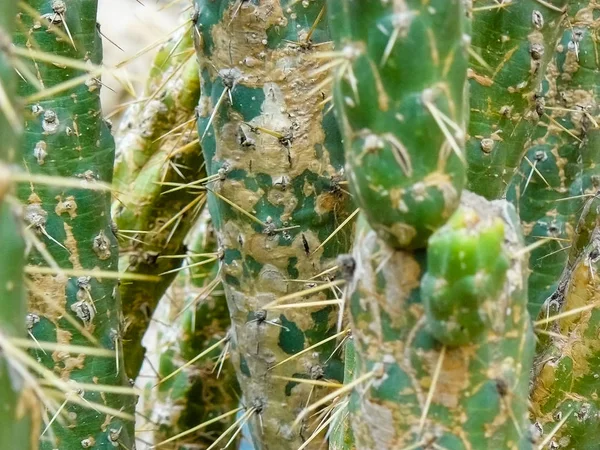 Närbild Kaktus Växt Från Israel — Stockfoto