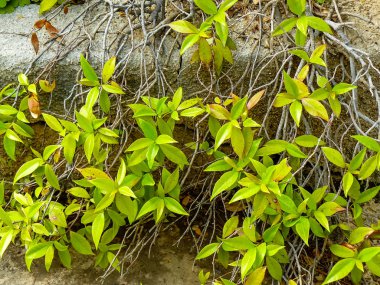 İsrail 'in Renkleri