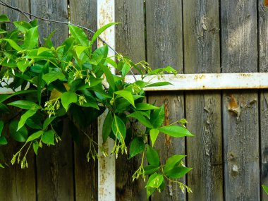 İsrail 'in Renkleri