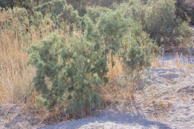 İsrail 'in Renkleri