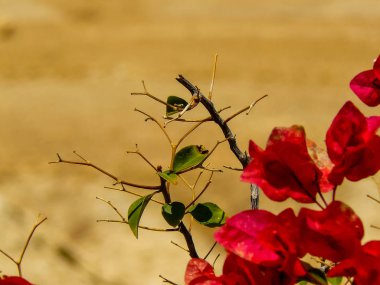 İsrail 'in Renkleri